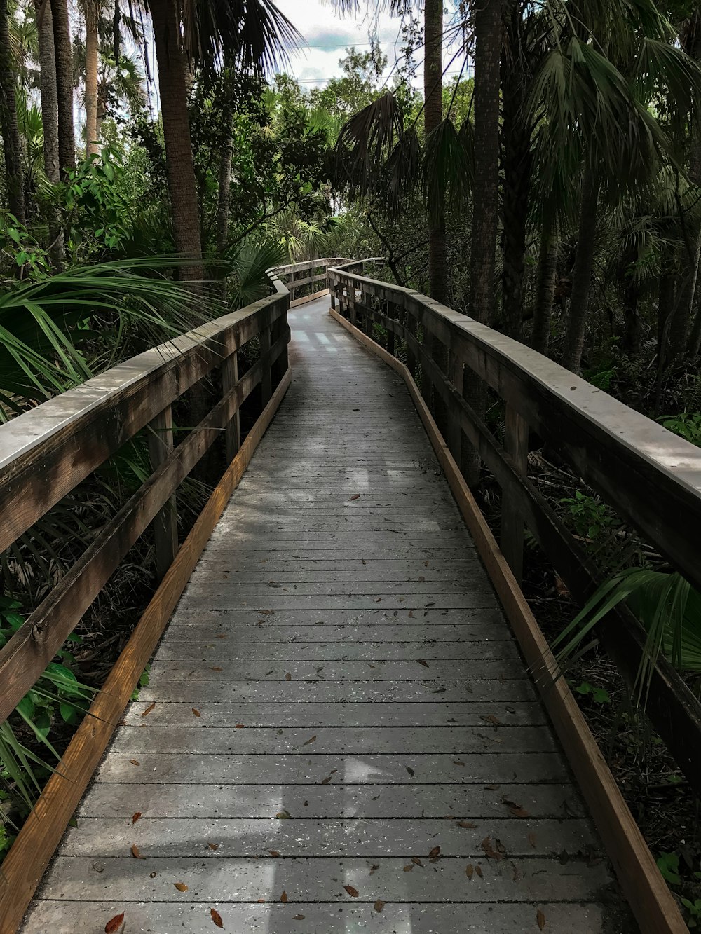 Sentiero in legno grigio circondato da alberi