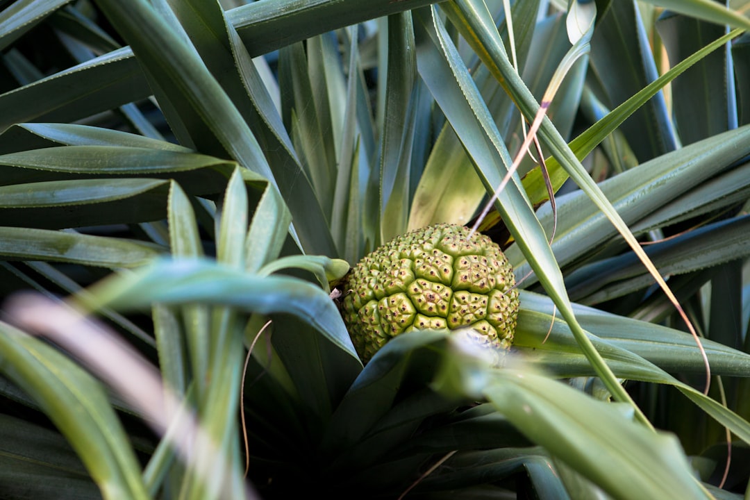 green fruit during daytime