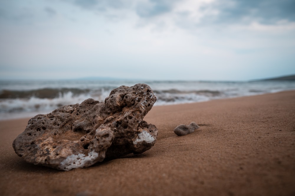 brown dried coral on beach