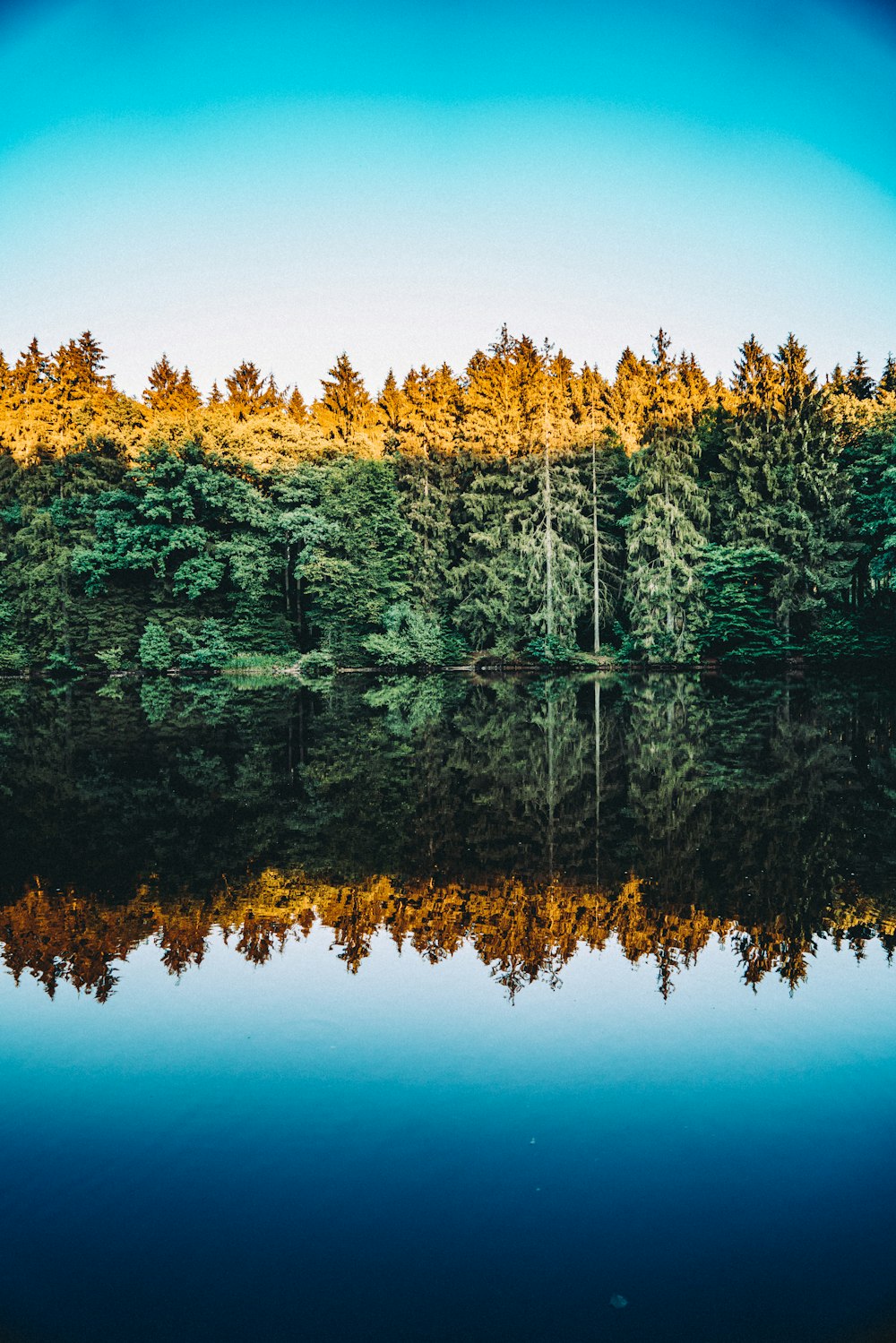 澄み切った青空の下、水面に映る木々の写真