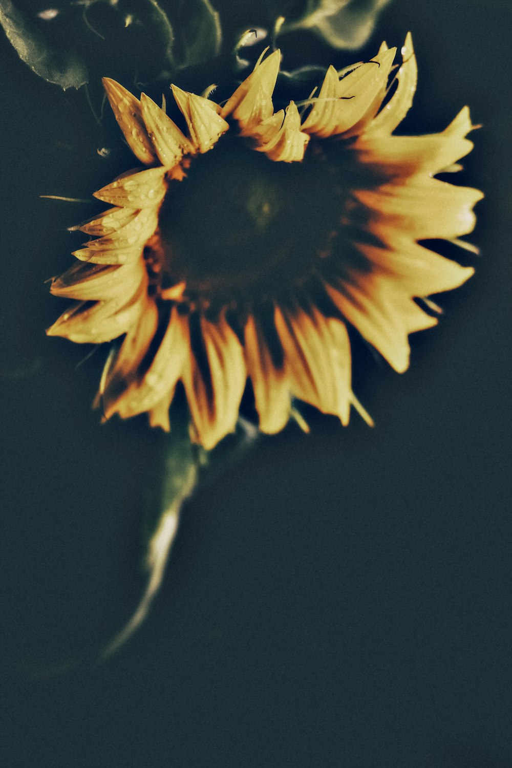 low light photography of sunflower