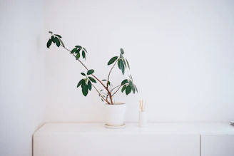 potted green leaf plant on white wooden table