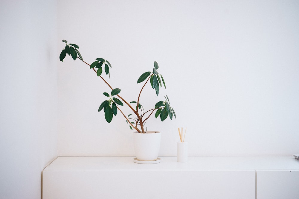 potted green leaf plant on white wooden table