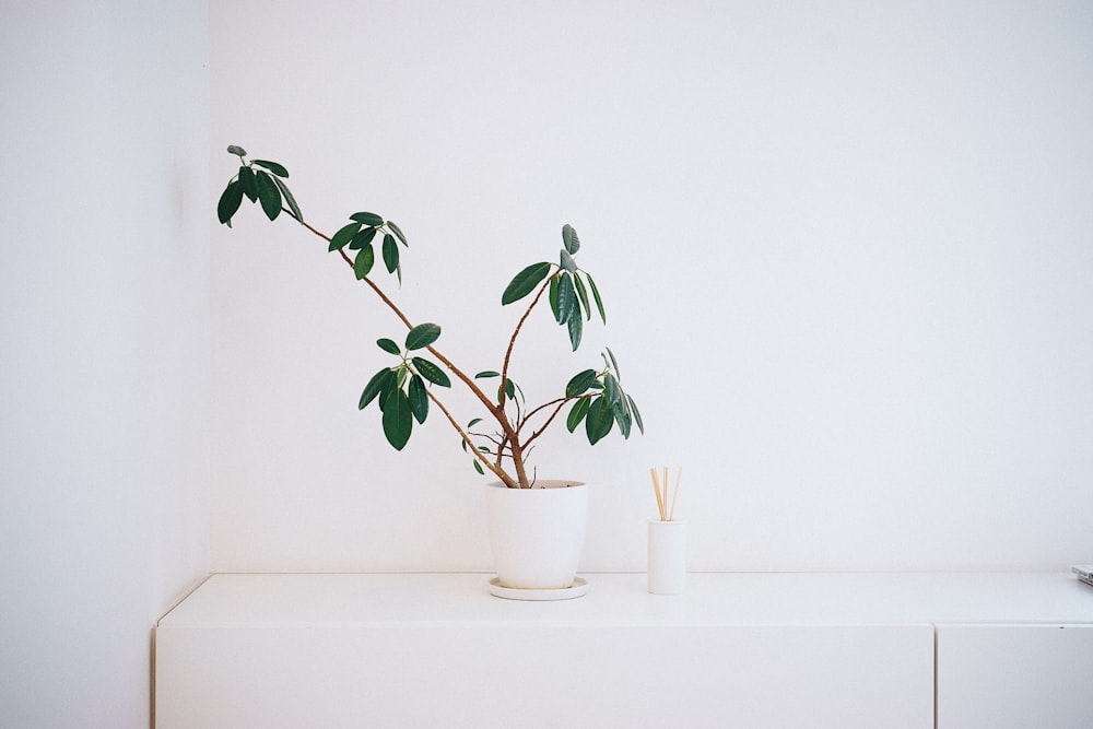 planta de folha verde em vaso na mesa de madeira branca