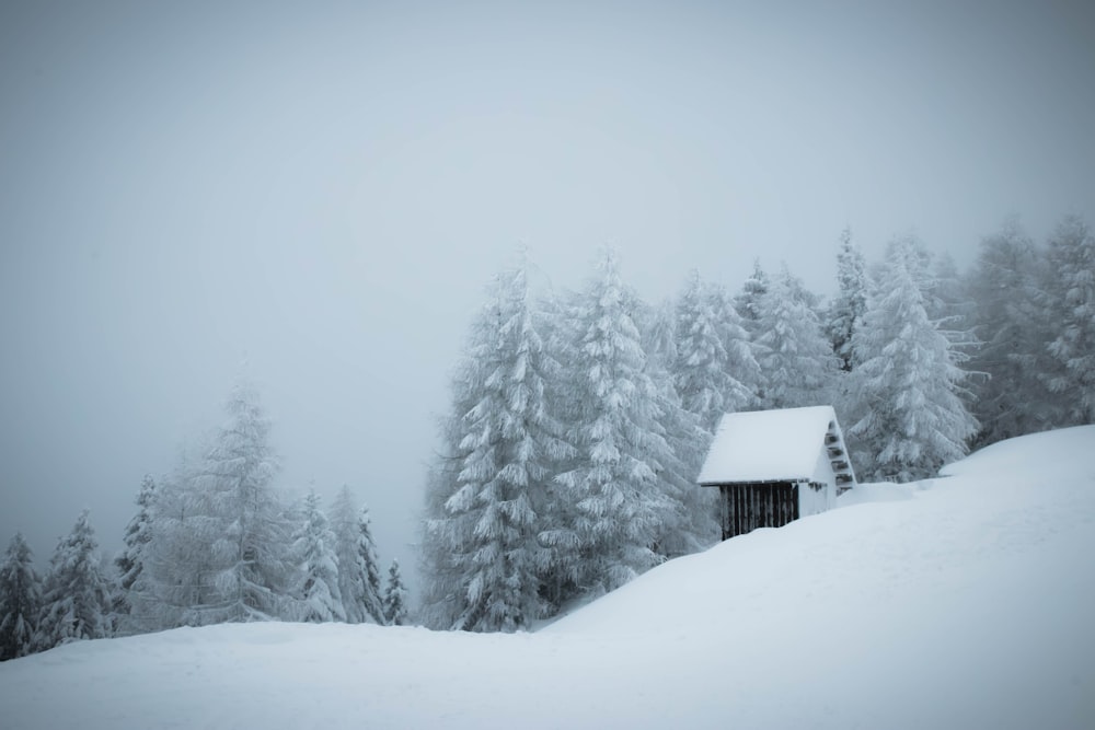 white snow path