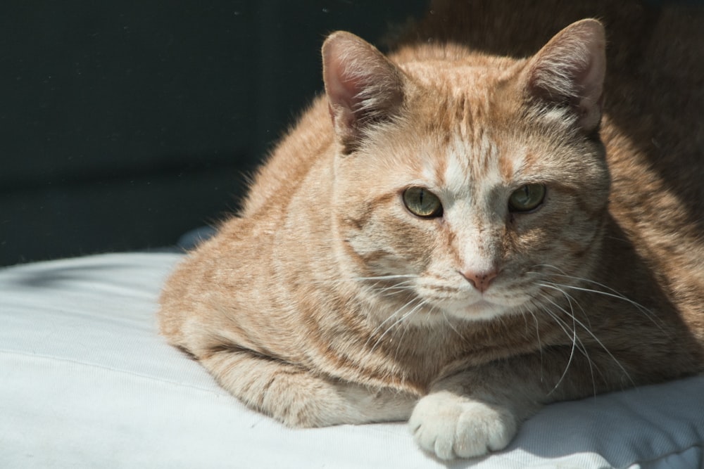 orange tabby cat lying on white textile