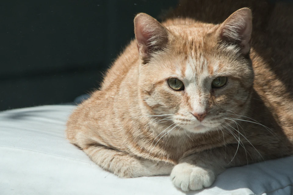 Ginger cat sprawls on white pillow with relaxed body and tilted head in comfort