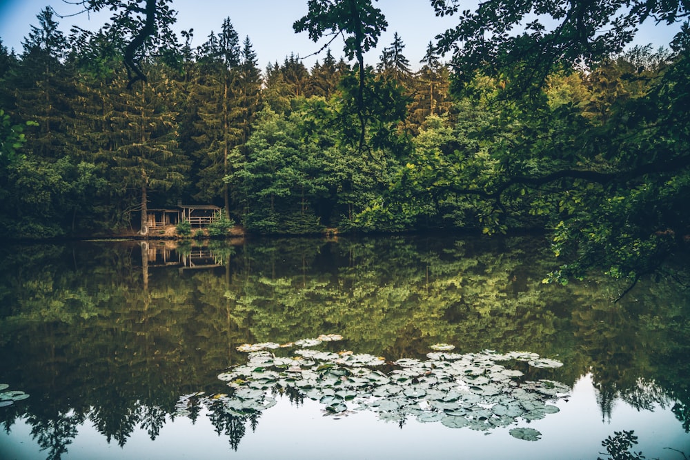 body of water surrounded with trees during daytime