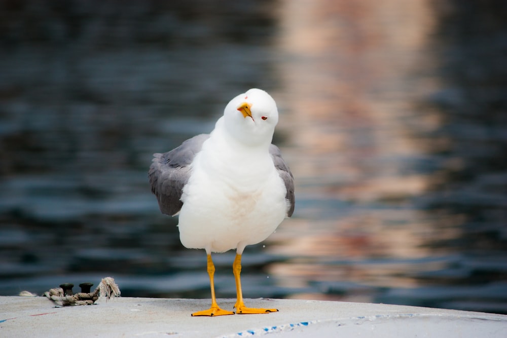 pájaro blanco y gris parado cerca de un cuerpo de agua