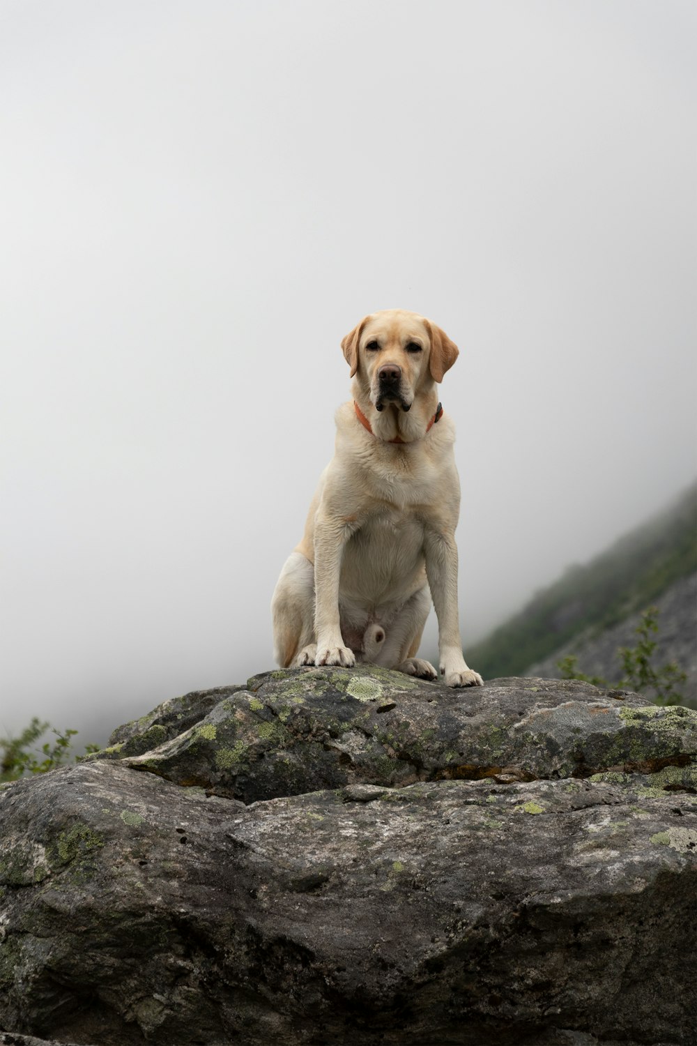a dog sitting on top of a large rock