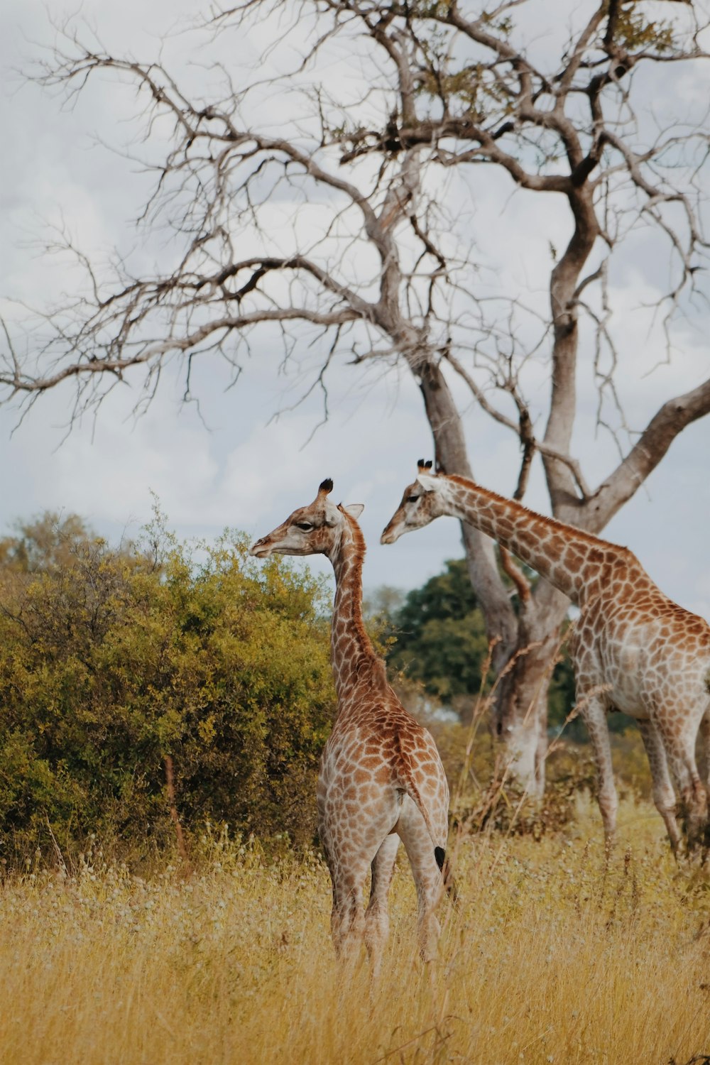 two giraffe standing near withered tree