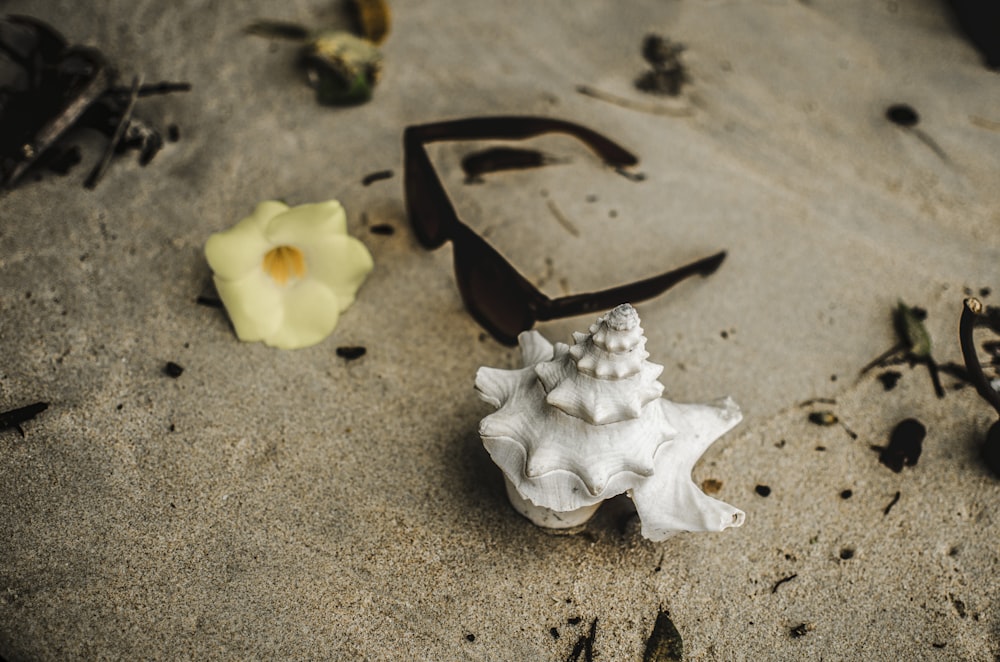 person taking photo of black sunglasses beside conch shell and yellow flower on sand