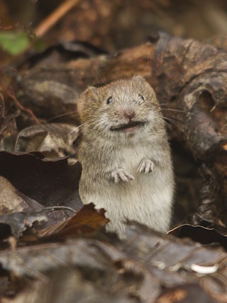 brown rodent on brown grass