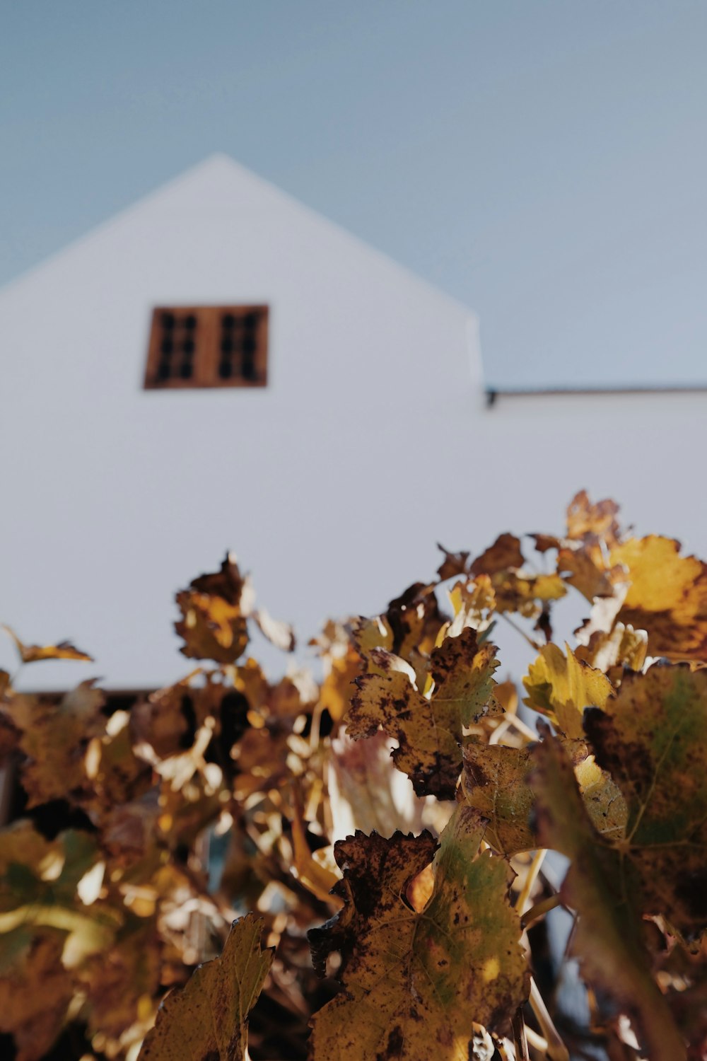 feuilles brunes de la plante