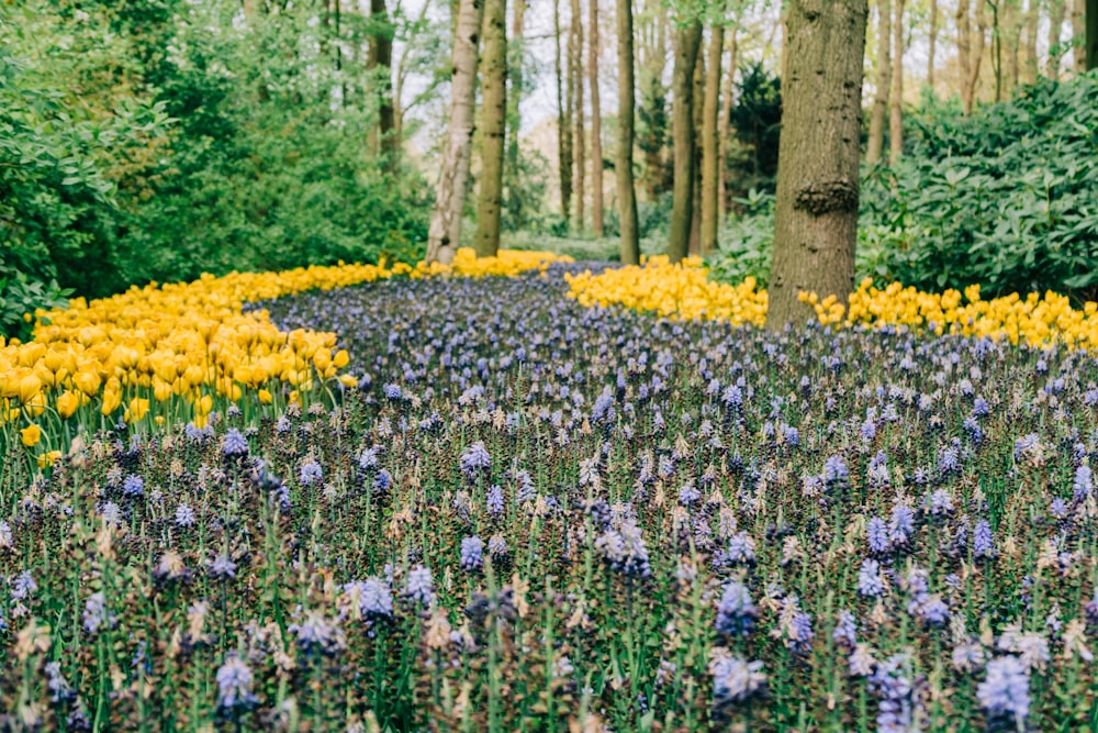 yellow tulips and purple grape hyacinths field near green trees