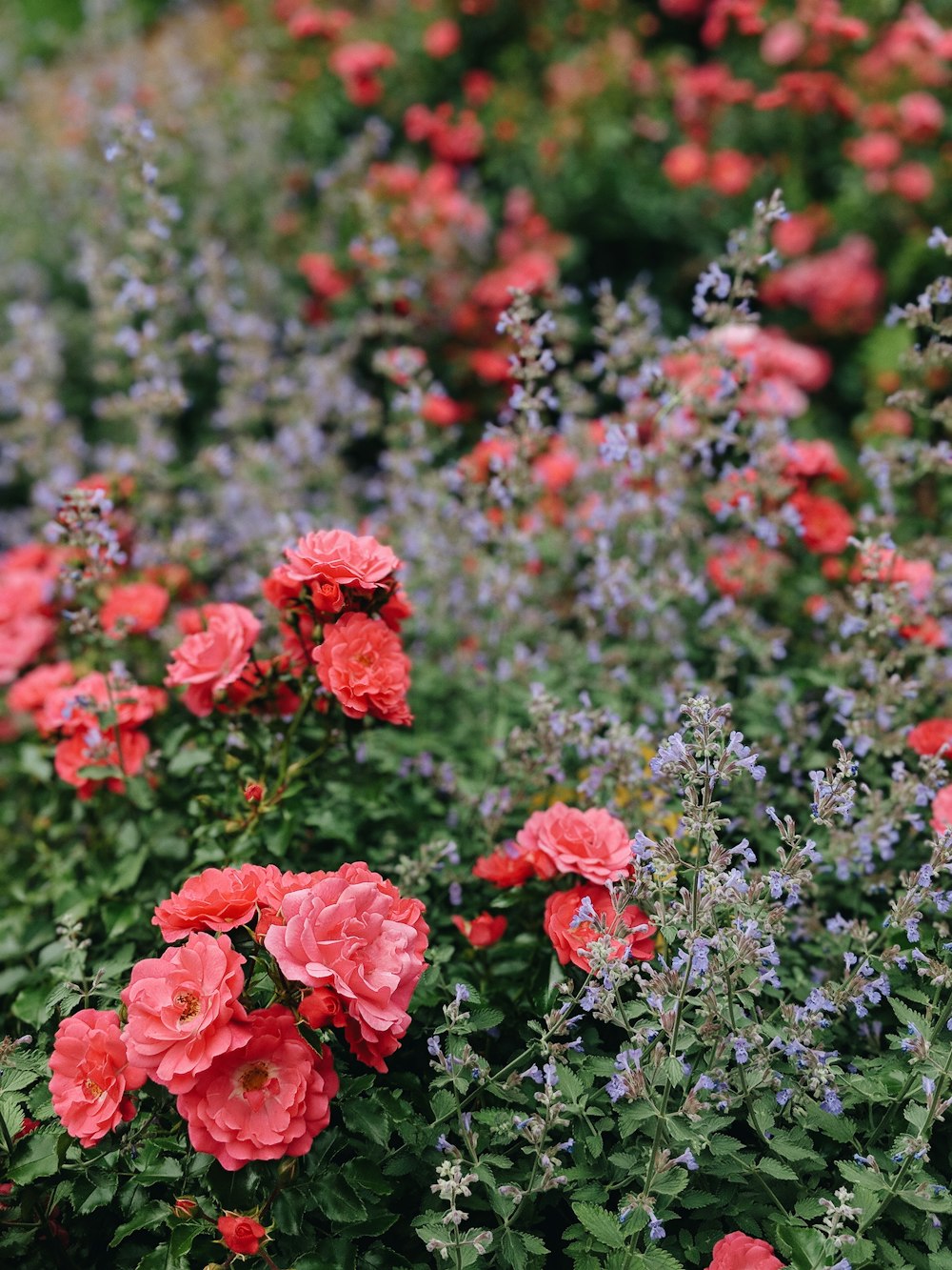 selective focus photography of red flower at daytime