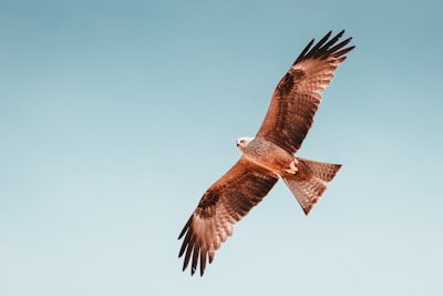 photo of brown hawk flying wing teams background