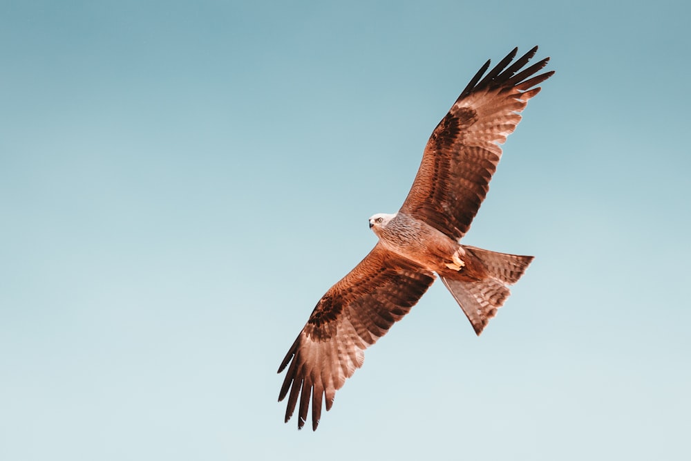 photo of brown hawk flying