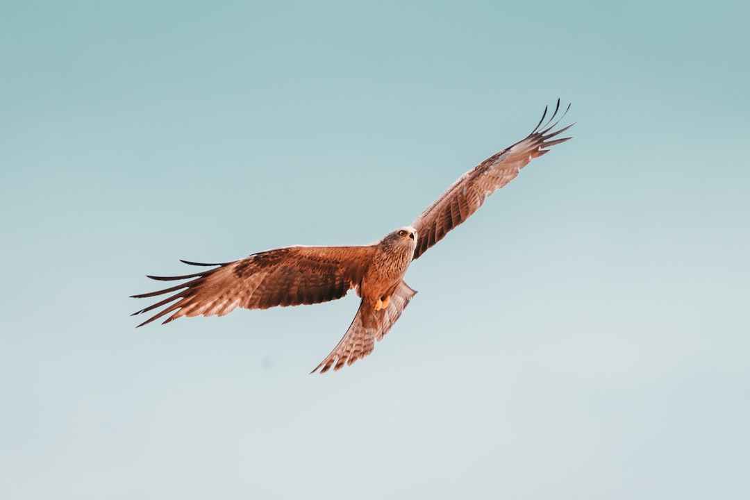  flying brown and white bird under white sky hawk