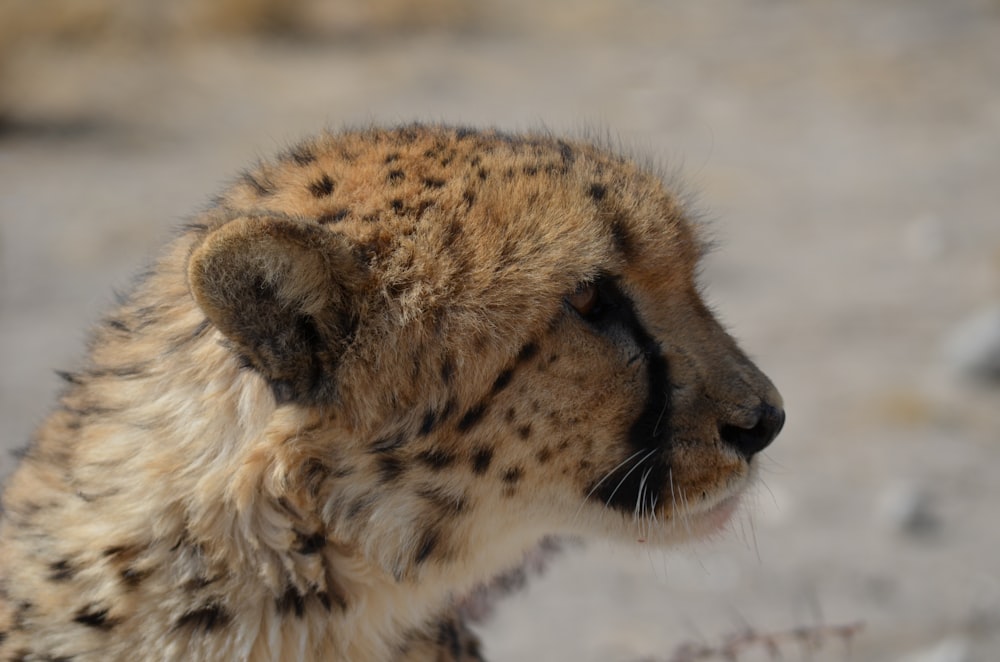 shallow focus photography of cheetah lying on ground