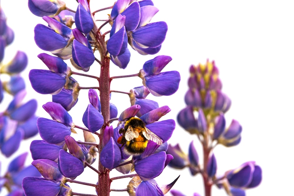 purple petaled flowers