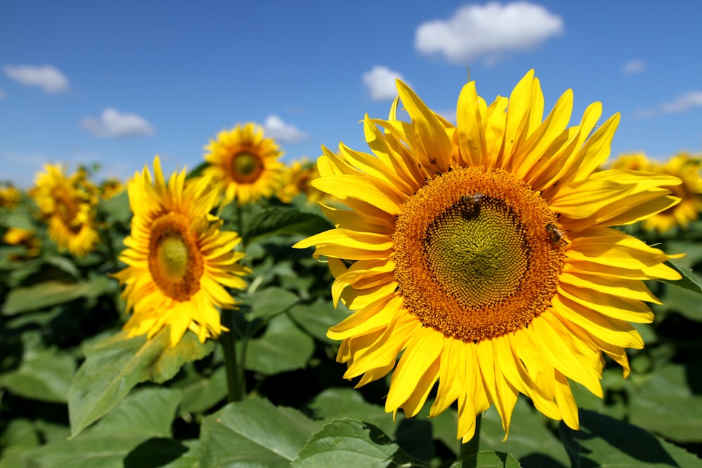 closeup photo of yellow sunflower field under blue sky