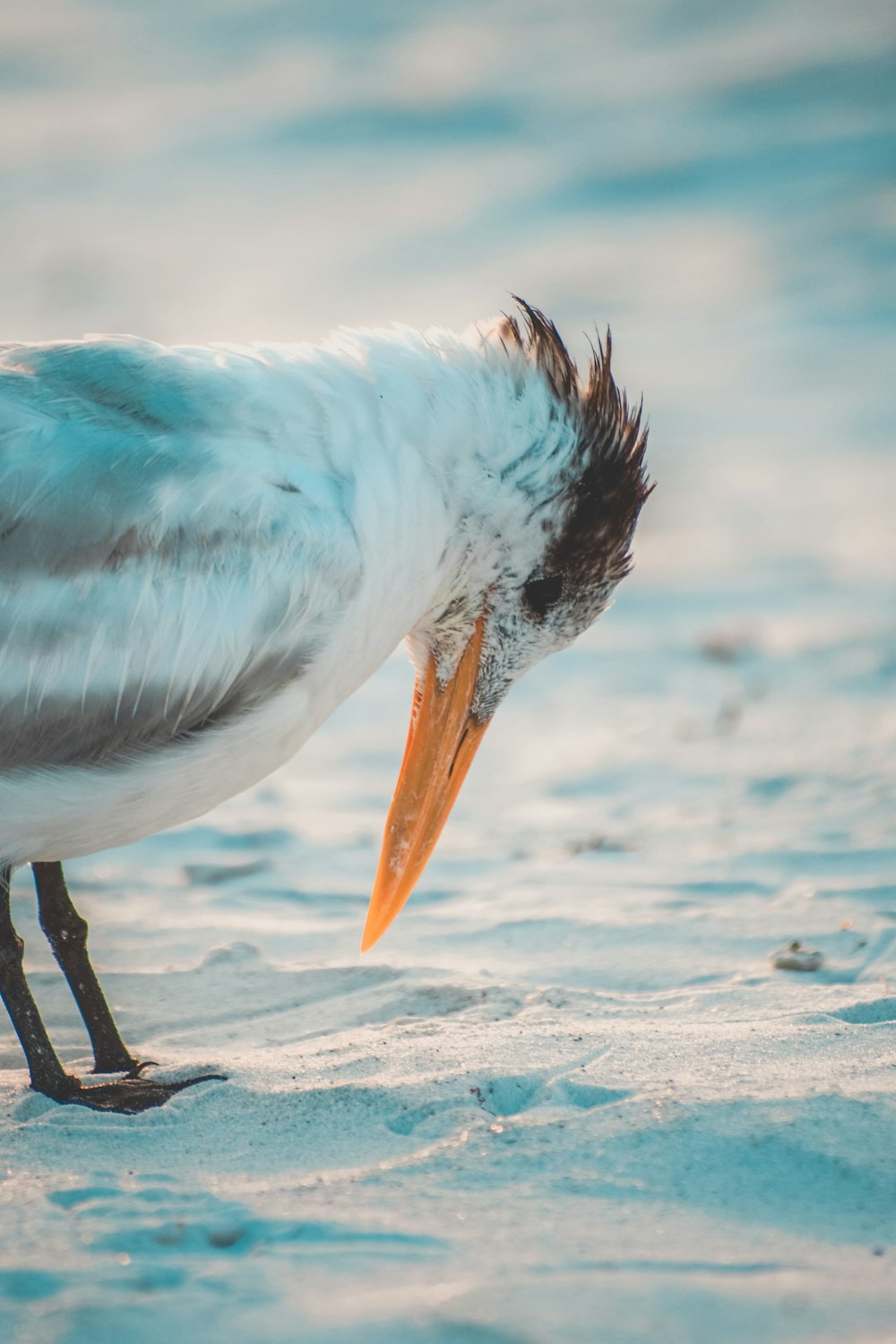 white and blue bird on sand
