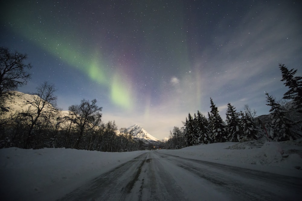 aurora lights on forest