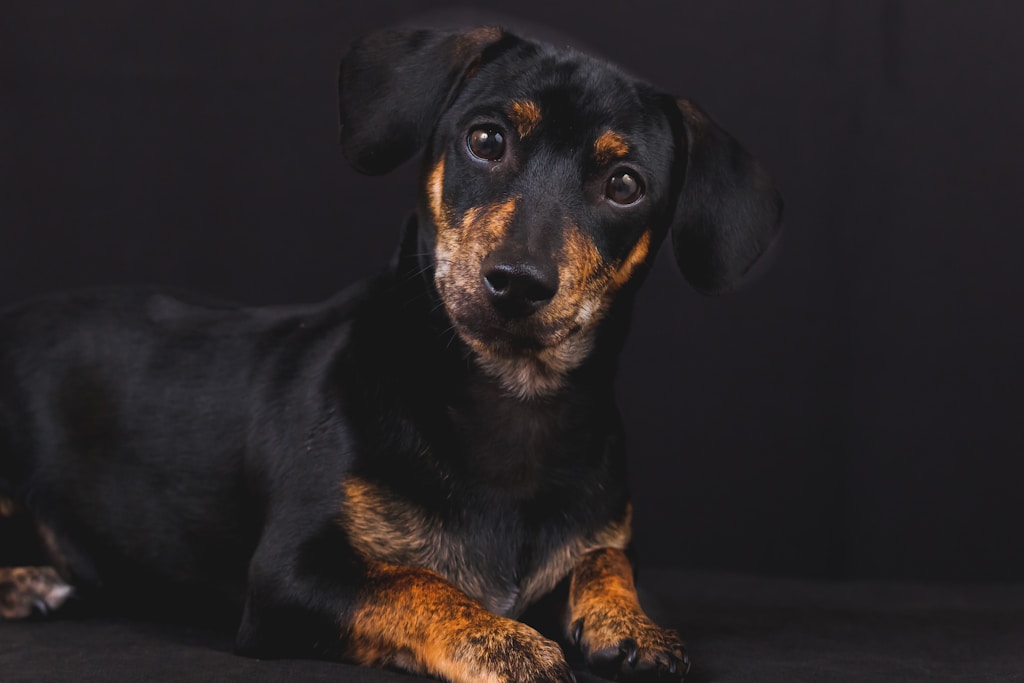 adult black and tan dachshund laying on black surface