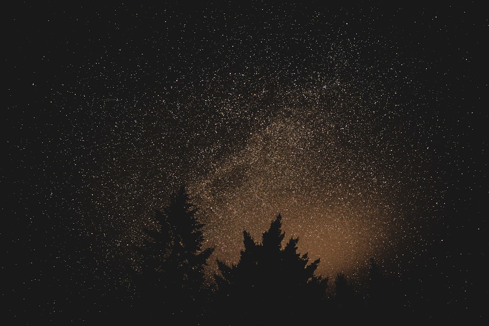 silhouette of trees with stardust on sky