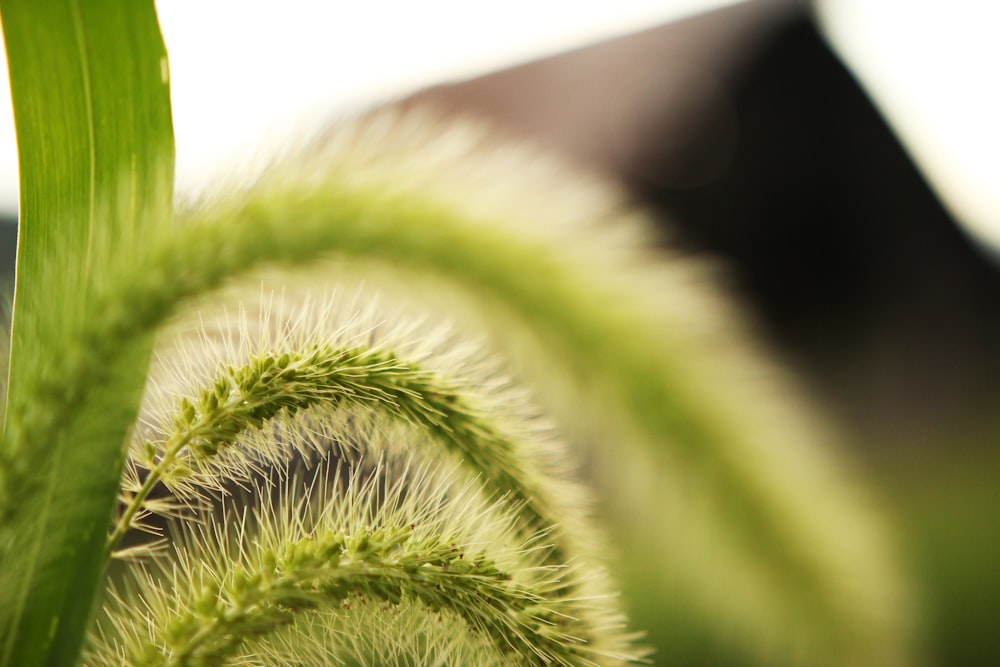 green plant in close up photography