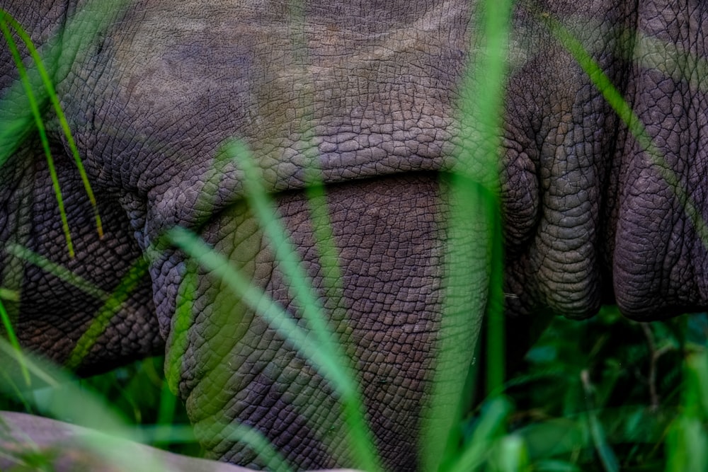 black animal skin on green grass