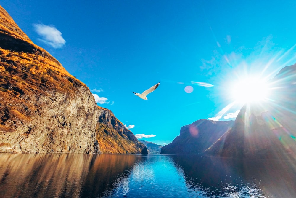 white bird flying near rock formations during daytime