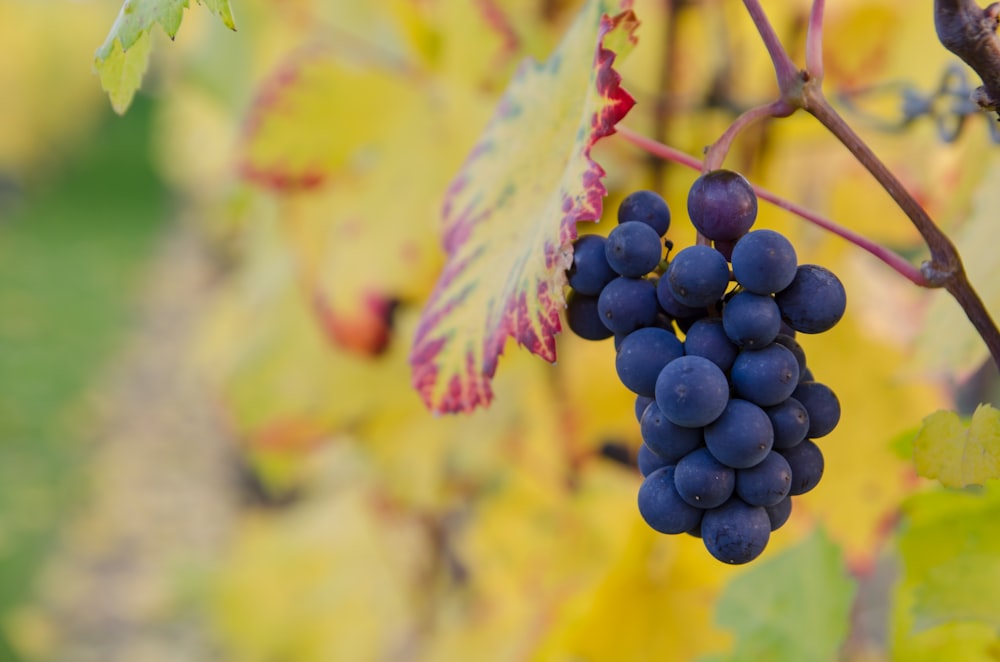Fotografía de enfoque selectivo de uvas moradas durante el día