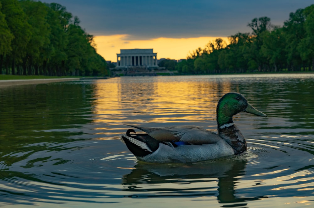 brown mallard duck on body of water