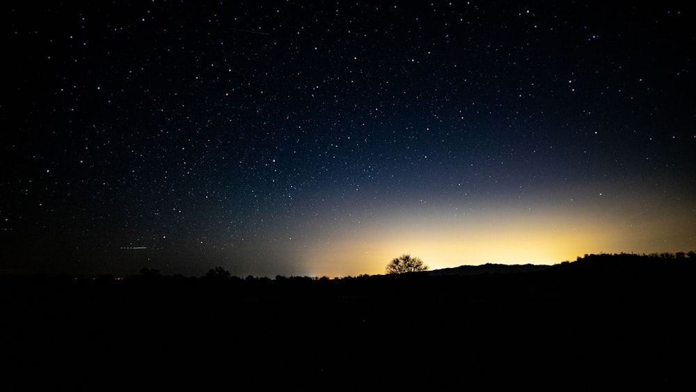 silhouette of tree