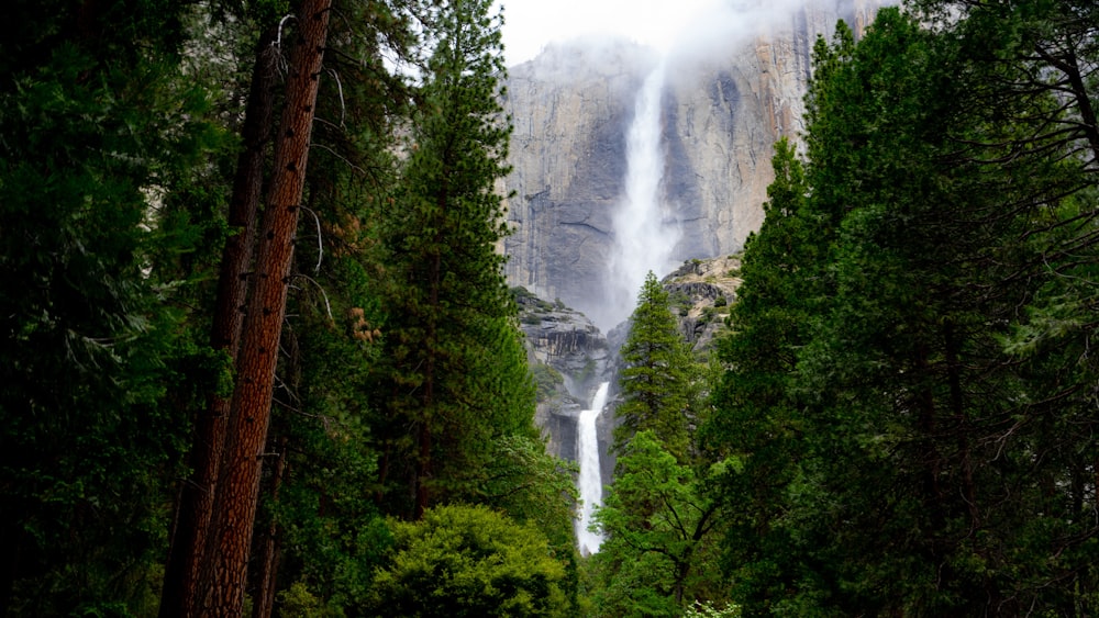 green trees near waterfalls