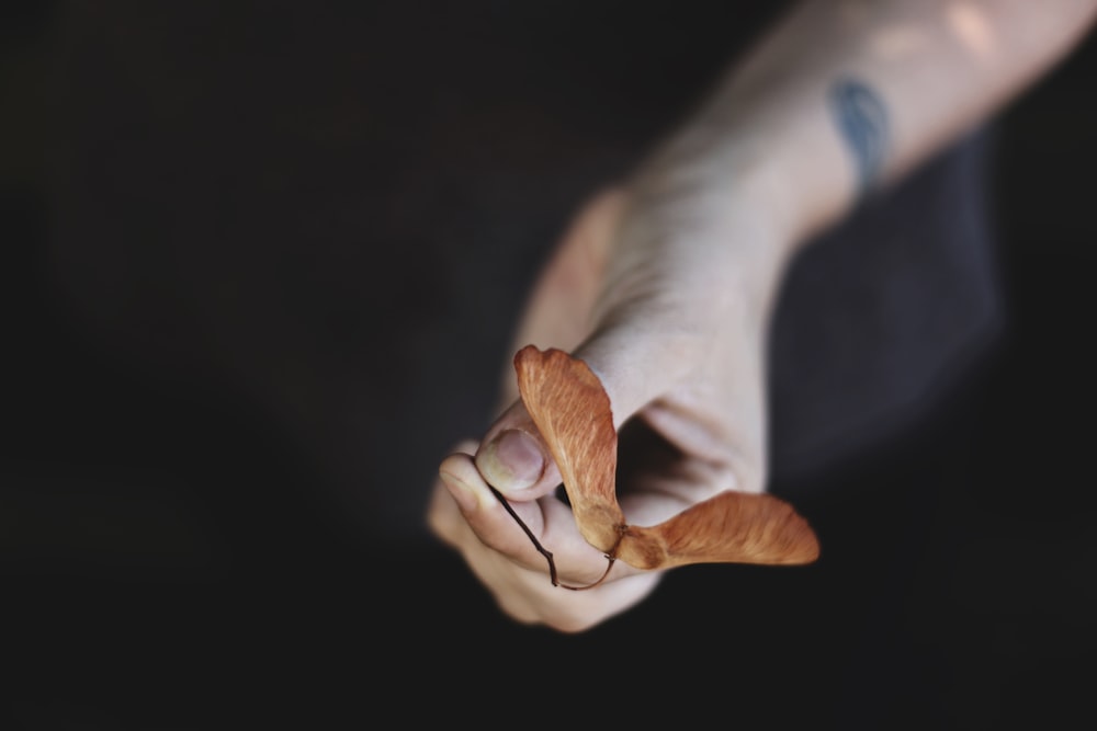 person holding brown flower