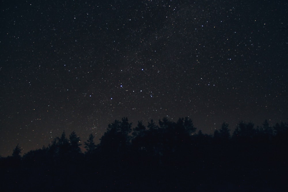 silhouette of trees at night