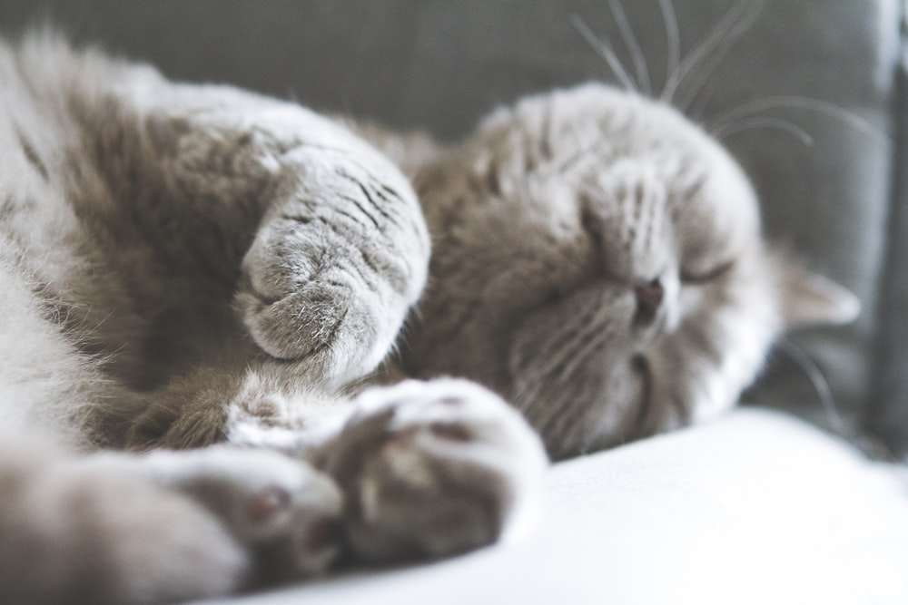 brown cat sleeping on white textile