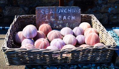 Packaging process of premium sea urchin products.