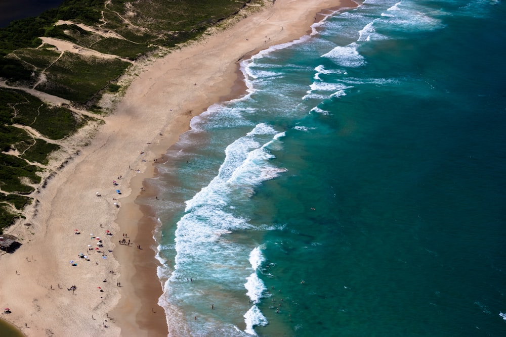 aerial photo of people at seashore