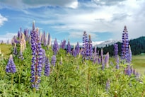 bed of lavender