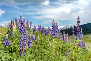 bed of lavender