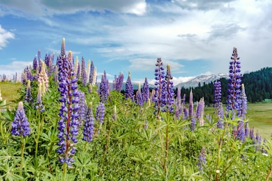 bed of lavender