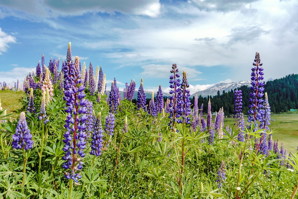 Bett aus Lavendel