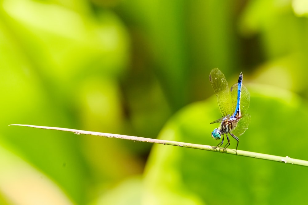 brown dragonfly on selective focus photography