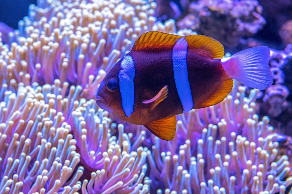 brown and blue fish near anemone