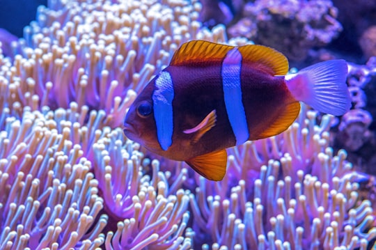 brown and blue fish near anemone in Cairns Aquarium Australia