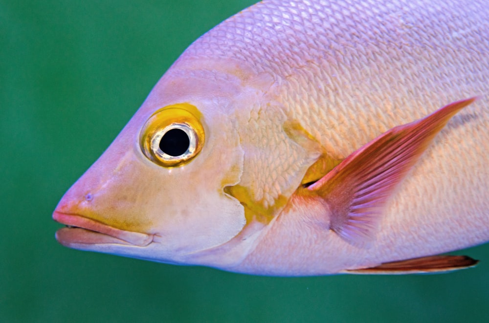 Foto de enfoque selectivo de pescado rosado y blanco
